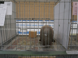 XIV Concurso Exposición de Palomas de Raza en Mula 2024